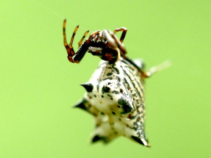 Behold the spined micrathena (Micrathena gracilis) ...