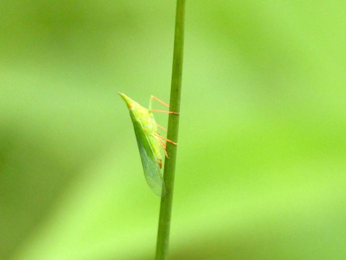 This unusual-looking little critter is Rhyncomitra microrhina ...