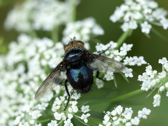 When we think of flies, we usually think of them as being drawn to garbage and other gross stuff