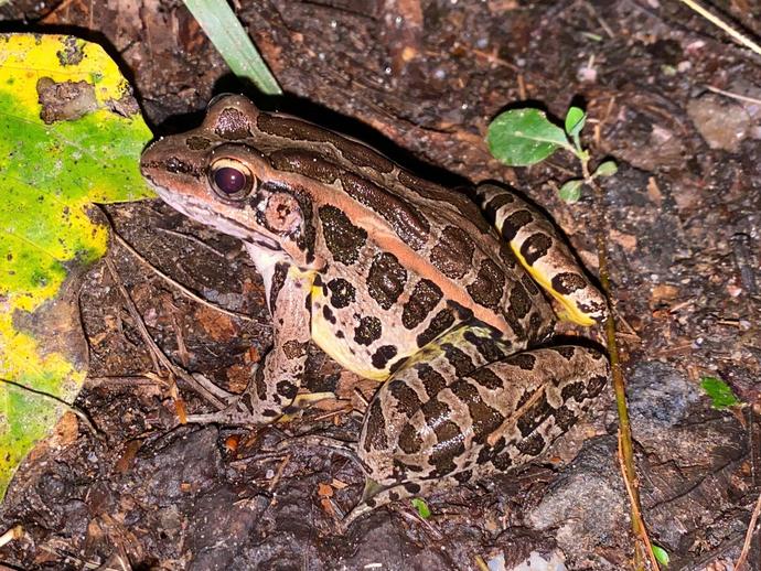 I was heading up my driveway Friday night when this fellow decided it was crucially important to ...