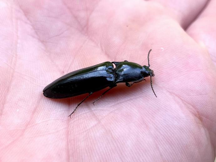 This is Melanactes piceus, a click beetle that looks like it just left a shoeshine stand!
