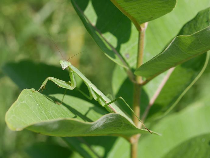 The Chinese mantis (Tenodera sinensis) is the largest mantis in North America ...