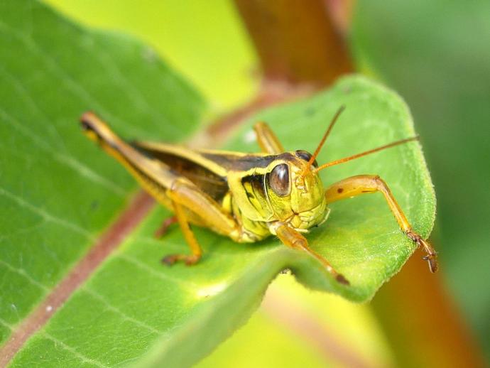 The red-legged grasshopper (Melanoplus femurrubrum) is one of our most common grasshoppers ...