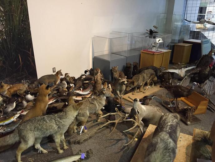 Some of our furry friends are patiently waiting to be installed in the special exhibit ...