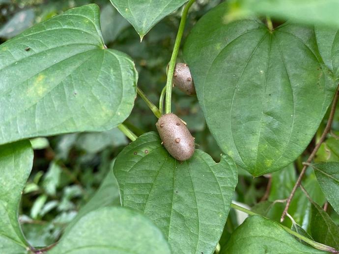 The other day I spotted this unusual vine on my property ...