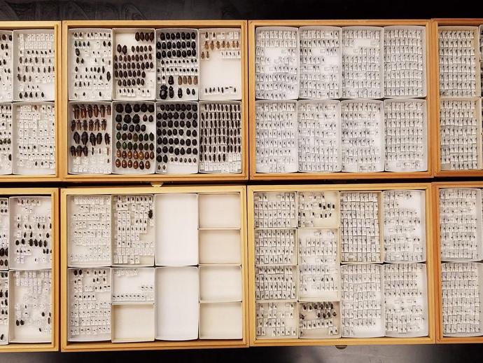 The museum's invertebrate collection recently increased by nearly 3 ...