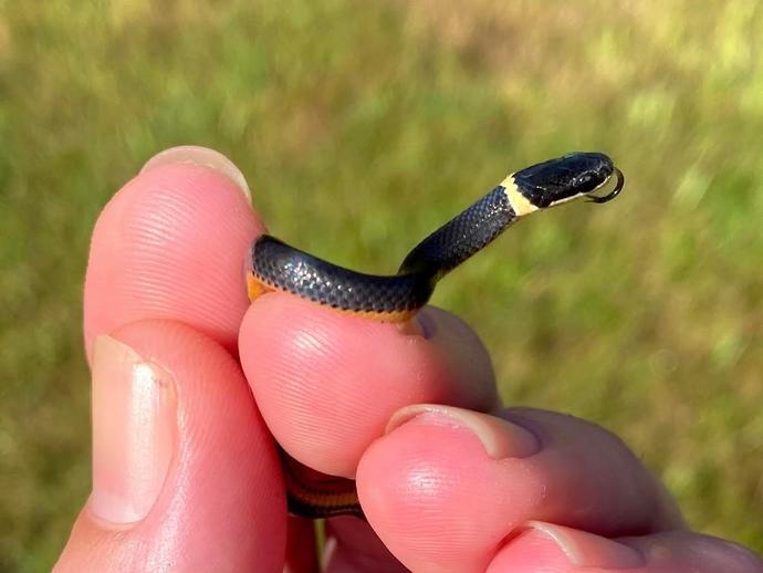 I was very excited when I found this snake in my bathroom last week ...