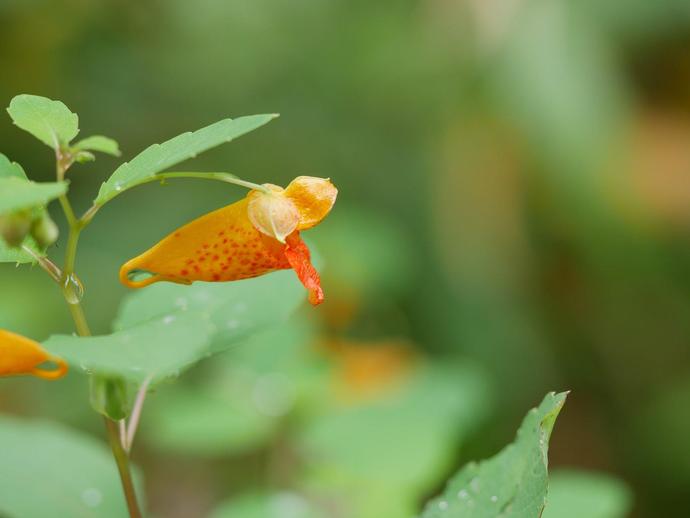 These beautiful little flowers belong to common jewelweed (Impatiens capensis) ...