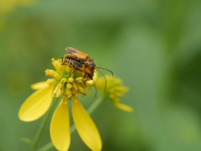 This is the goldenrod soldier beetle (Chauliognathus pensylvanicus) ...