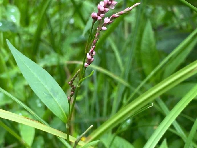 Pennsylvania smartweed (Persicaria pensylvanica) is a flowering plant in the buckwheat family ...
