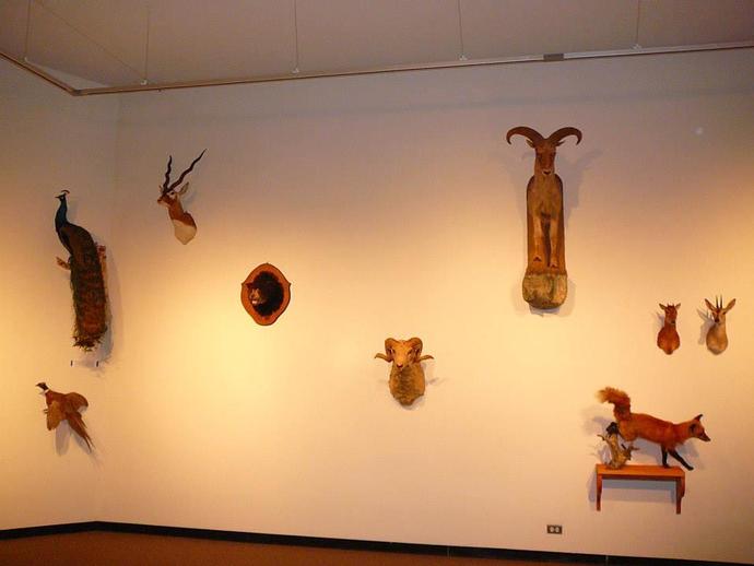 The Virginia Museum of Natural History recently installed a collection of animal mounts within ...