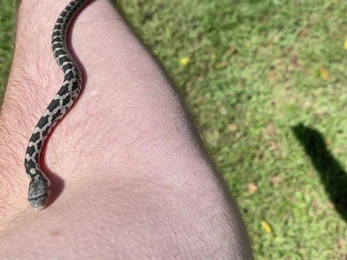 What is Virginia's most misidentified snake?