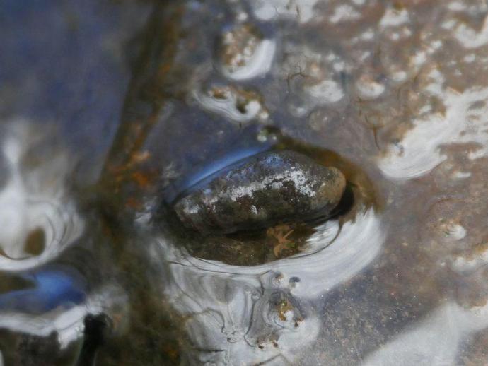 #BenInNature
These small aquatic snails are almost certainly from the family Pleuroceridae ...