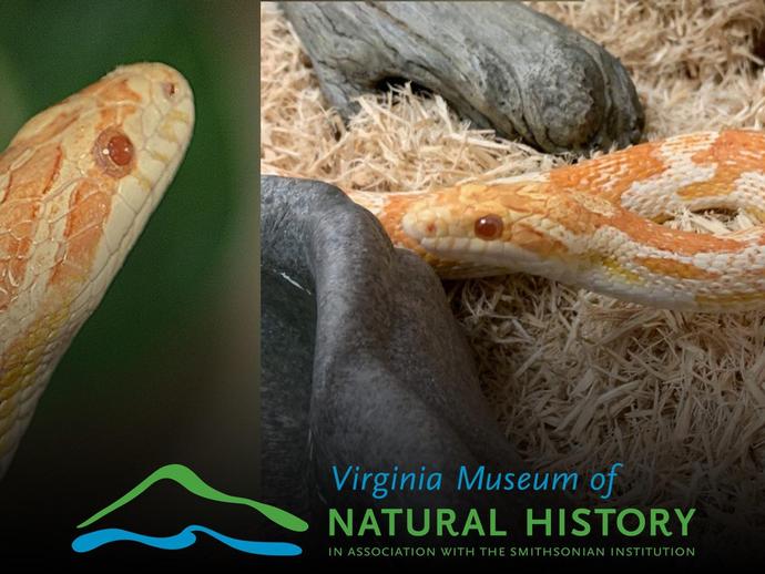Visitors to the museum this Friday will have a special chance to meet Corny - the museum's ...