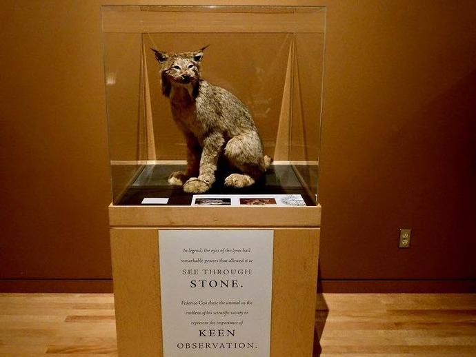 A VMNH lynx is featured in an exhibit about Galileo's book ...