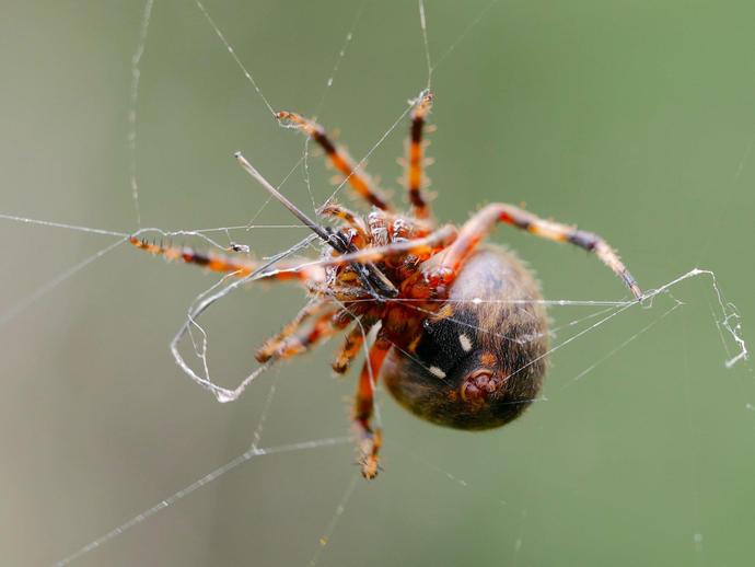 Halloween is almost here, so let's close out the week with one last spider!