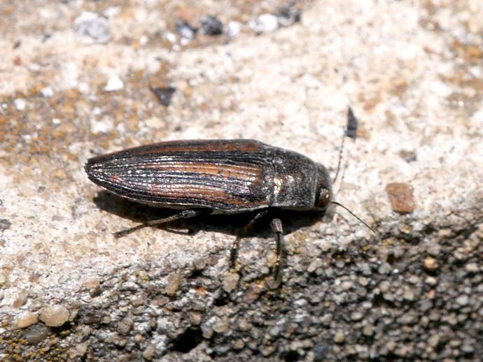 Ben here with today's #BenInNature update! This is Buprestis lineata, the lined buprestid beetle