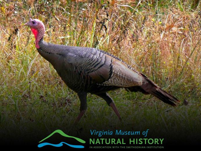 Wild about turkeys?