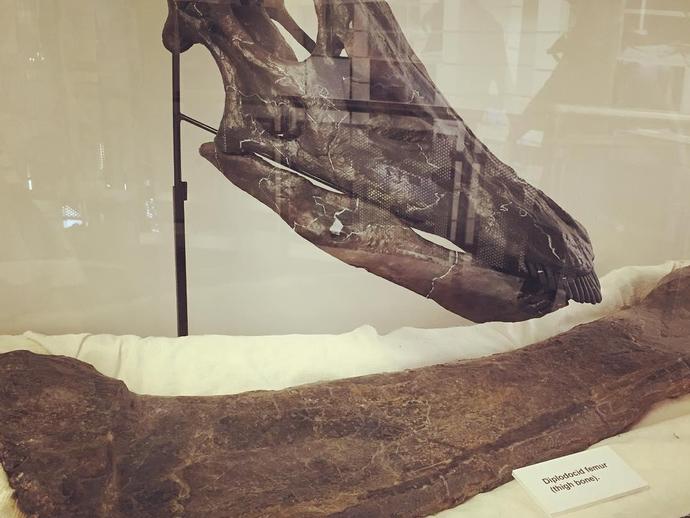 We are starting the week off right at #VMNH with the installation of a Diplodocus skull cast on ...