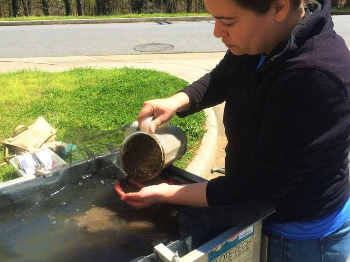 The archaeology department is currently sorting soil from a dig site in the Great Neck area of ...