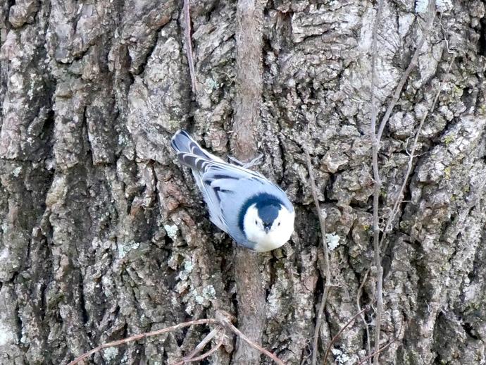 The white-breasted nuthatch (Sitta carolinensis) is an agile little bird that you've probably ...