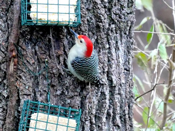The red-bellied woodpecker (Melanerpes carolinus) is one of our most beautiful woodpeckers ...