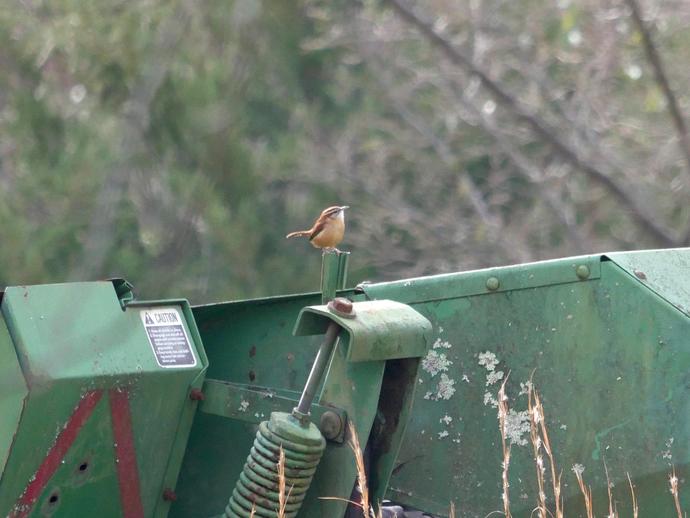 The Carolina wren (Thryothorus ludovicianus) is the only bird licensed to operate heavy machinery
