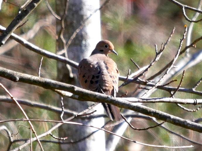 The mourning dove (Zenaida macroura) is the most abundant ...