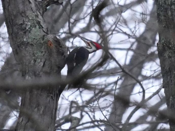 Ben here with the first photo from last Monday's VMNH Christmas bird count!