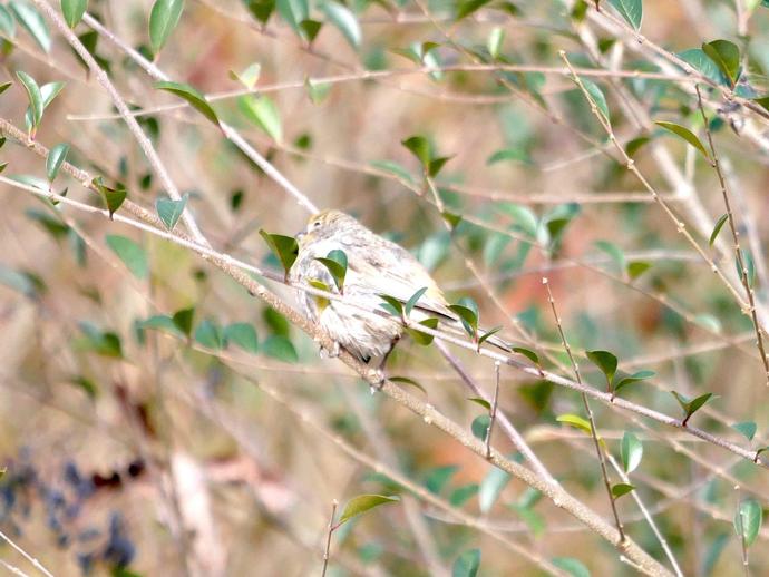 Ben here with day two of the VMNH Christmas bird count round-up!