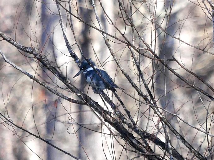 Ben here with another cool find from last week's VMNH Christmas bird count!