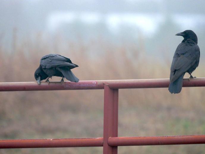 Ben here with another find from last week's VMNH Christmas bird count!