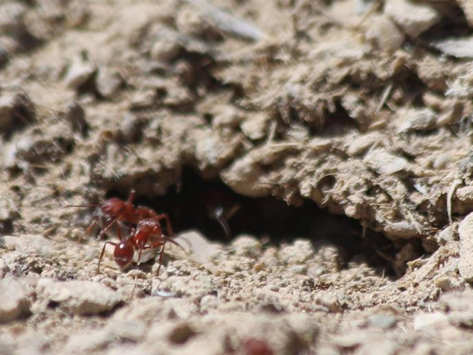 Ants and their tiny fossils!