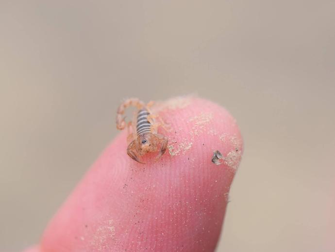 Some wildlife from near the dinosaur quarry, shot by Dr