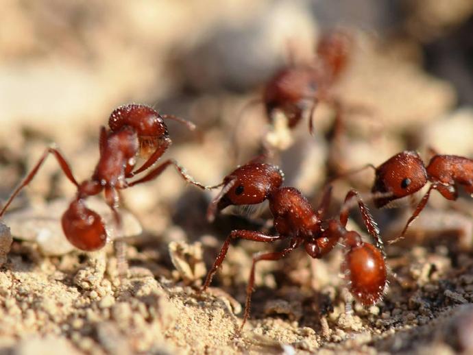 Wyoming Update:  As part of the Ants & Fossils project, Dr