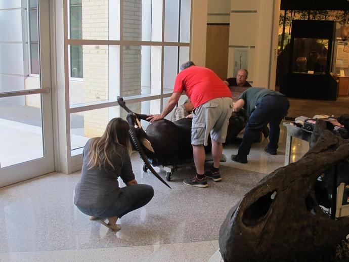 Staff and volunteers successfully installed a sable antelope display in the Hahn Hall of ...