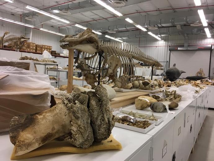 VMNH paleontologist Dr