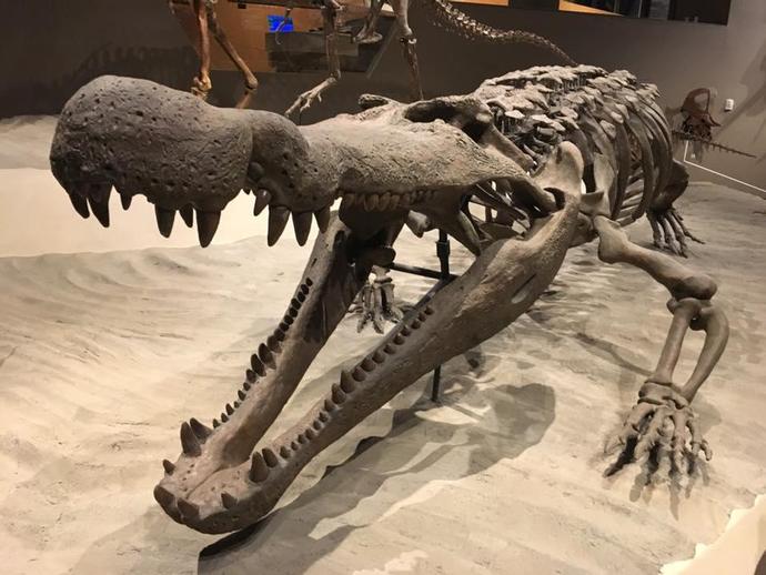 Reception at the Natural History Museum of Utah at the 2016 Society of Vertebrate Paleontology ...