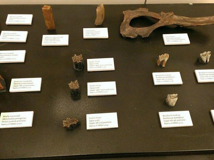 Check out the museum's new portable paleontology display showing new casts of Miocene and ...