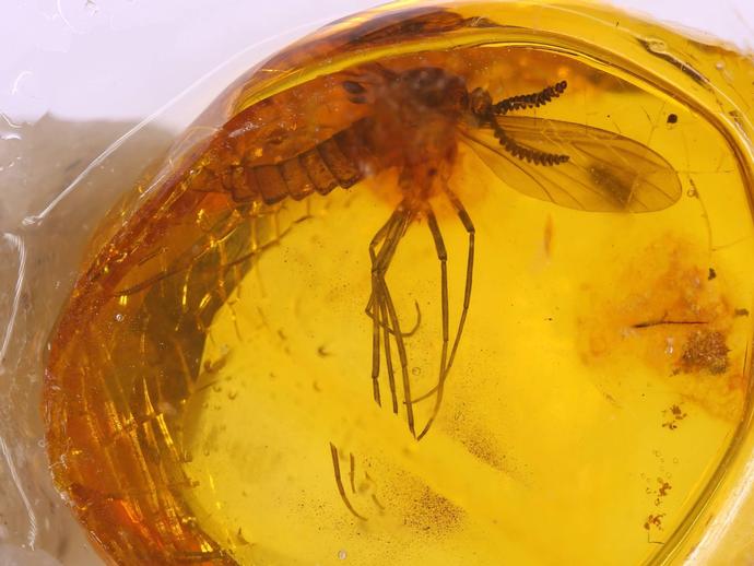 The VMNH paleontology collection just got some of its Baltic Amber fossil insects back from a ...