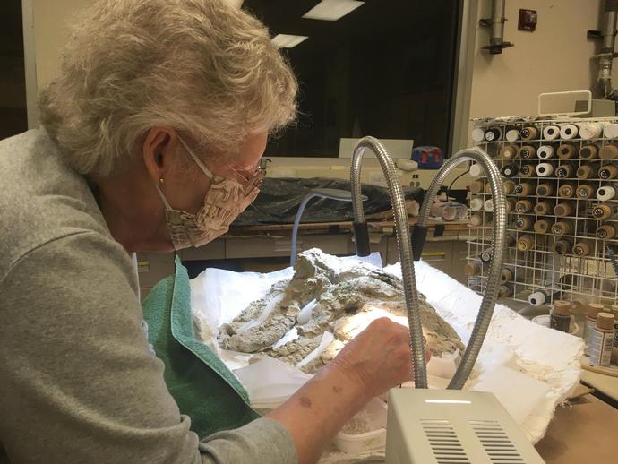 VMNH Volunteer Alicia Lantz is working on a sequence of caudal (tail) vertebrae from a sauropod ...