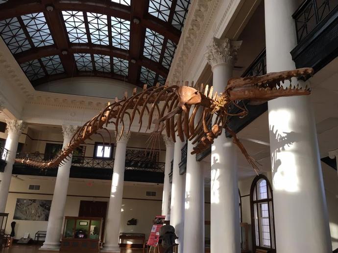 Second stop for VMNH paleontologist Alex Hastings at the Alabama Natural History Museum in ...