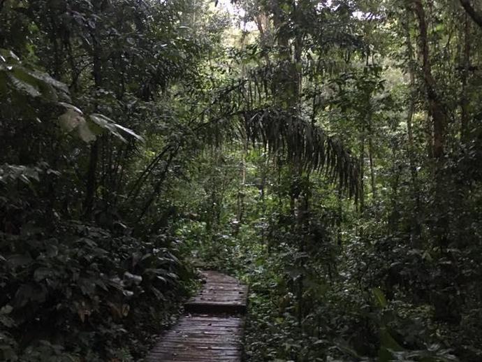 Day 2 for VMNH paleontologist Alex Hastings in French Guiana included a rainforest hike and a ...