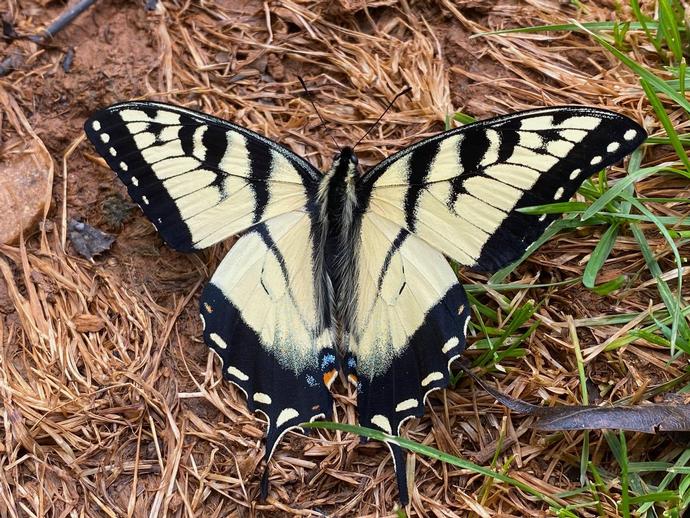 It's time for the Tuesday edition of #BenInNature presented by our friends at Carter Bank & Trust!