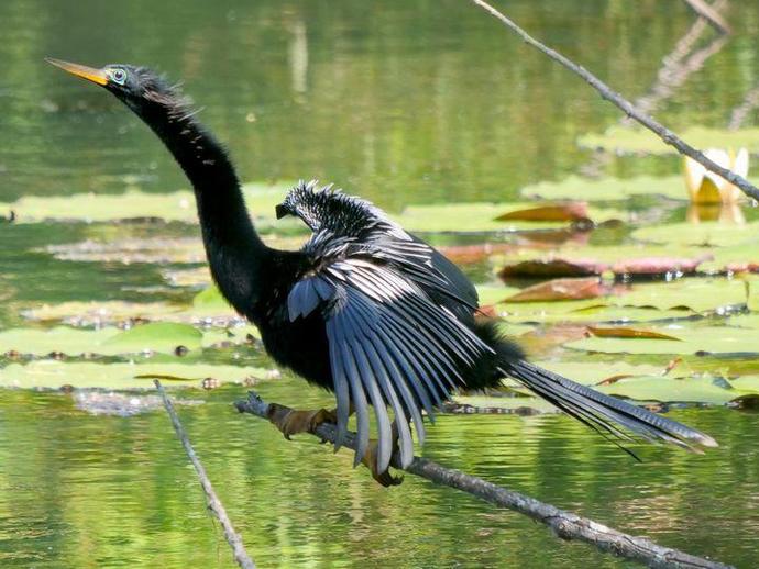 It's time for today's edition of #BenInNature presented by our friends at Carter Bank & Trust!