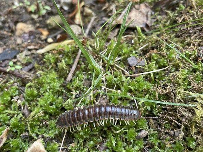 This week our intrepid explorers set out once again in search of undiscovered millipedes and ...