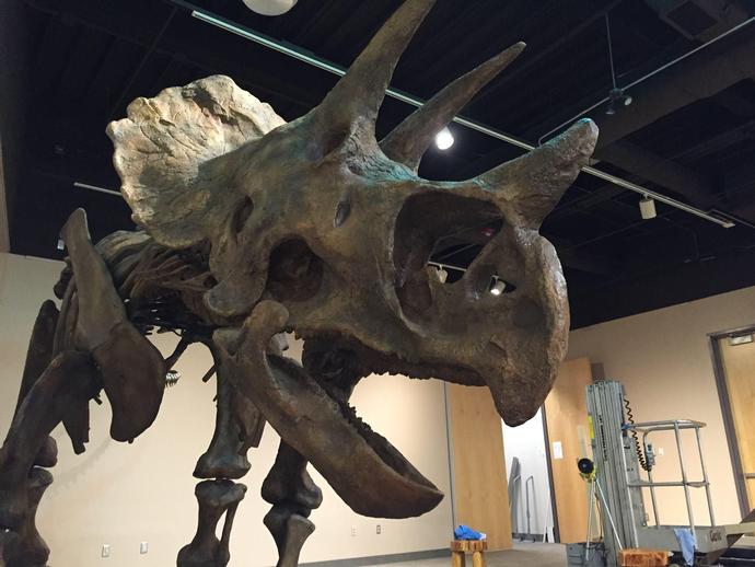 One giant of the Cretaceous period has already made itself comfortable inside the museum's ...