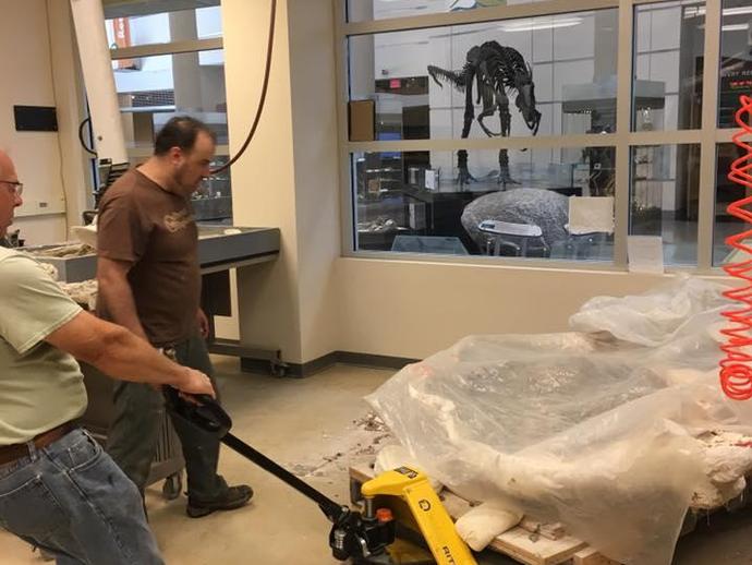 Yesterday the VMNH crew moved the massive Triceratops fossil skull from the paleo lab to the ...