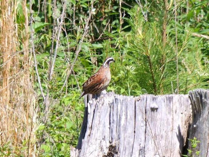 It's time for another #BenInNature update presented by our friends at Carter Bank & Trust!