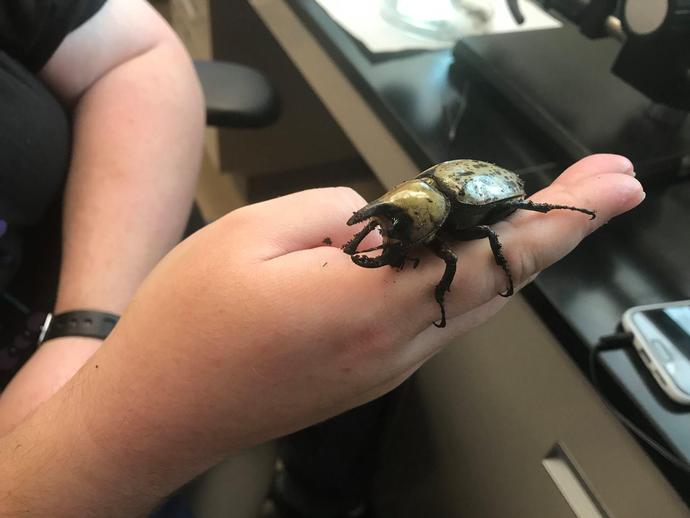 This guy is hanging out in the invertebrate zoology lab for a while before being released back ...